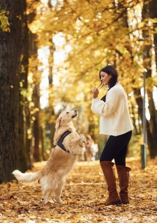 Doing tricks. Woman is on the walk with her dog in the autumn forest at daytime Doing tricks. Woman is on the walk with her dog in the autumn forest at daytime
